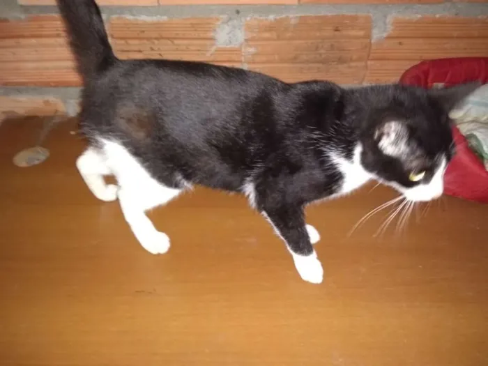 Gato ra a SRD idade 1 ano nome Nina