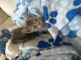 Chico