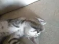 Chico
