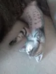 Chico
