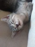 Chico