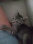 Chico
