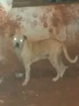 Scooby