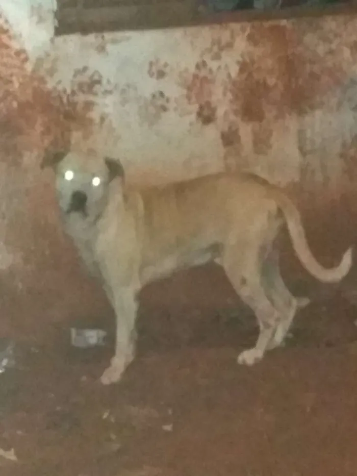 Cachorro ra a Viralata com Pitbull idade 6 ou mais anos nome Scooby