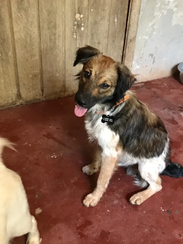 Cachorro ra a SRD idade  nome Huguinho
