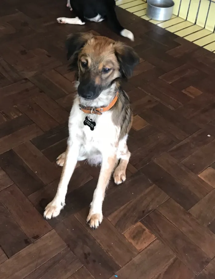 Cachorro ra a SRD idade  nome Huguinho