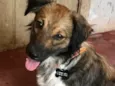 Huguinho