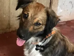 Cachorro raça SRD idade  nome Huguinho