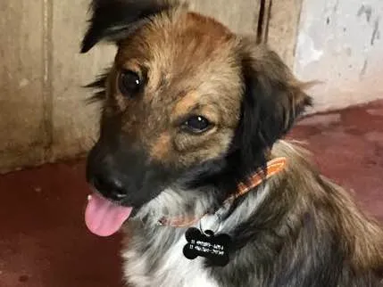 Cachorro ra a SRD idade  nome Huguinho