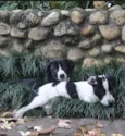 Filhos da Laura