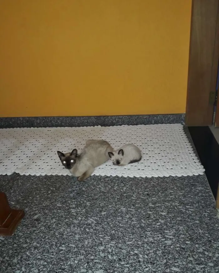 Gato ra a Siamês idade 2 a 6 meses nome Não tem