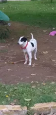 Dama