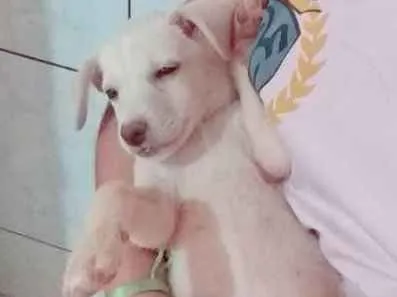 Cachorro ra a SDR idade 2 a 6 meses nome Jenifer