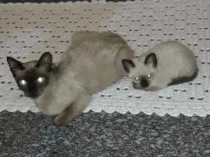 Gato raça Siamês idade 2 a 6 meses nome Não tem