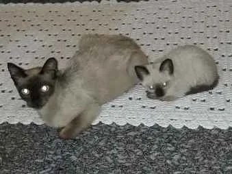 Gato ra a Siamês idade 2 a 6 meses nome Não tem