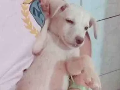 Cachorro ra a SDR idade 2 a 6 meses nome Jenifer