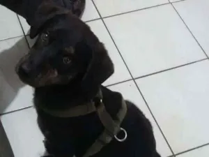 Cachorro raça Srd idade 2 a 6 meses nome Thor