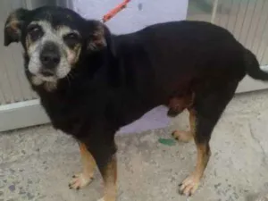 Cachorro raça srd idade 6 ou mais anos nome Totó