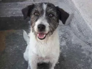 Cachorro raça srd idade 2 anos nome Bigodinha