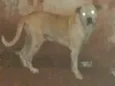 Scooby