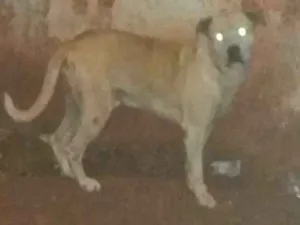 Cachorro raça Viralata com Pitbull idade 6 ou mais anos nome Scooby