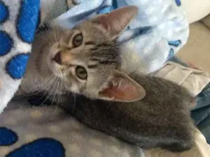 Gato raça SRD idade 2 a 6 meses nome Chico