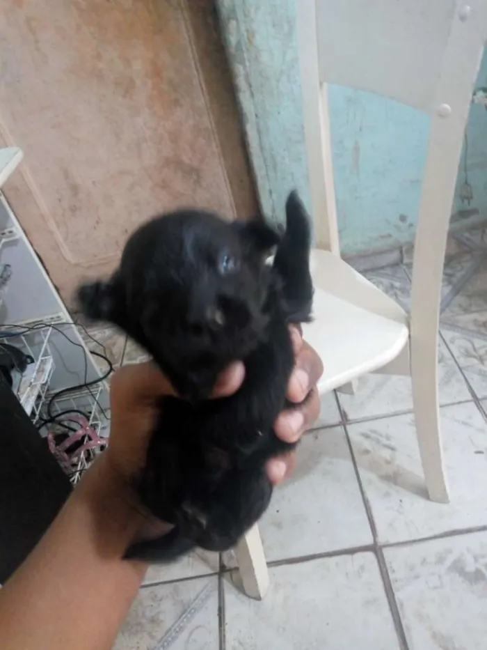 Cachorro ra a Meio Pincher idade Abaixo de 2 meses nome Sem nome 