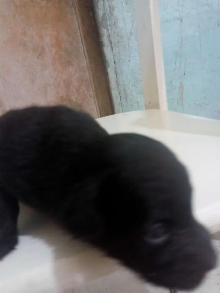 Cachorro ra a Meio Pincher idade Abaixo de 2 meses nome Sem nome 