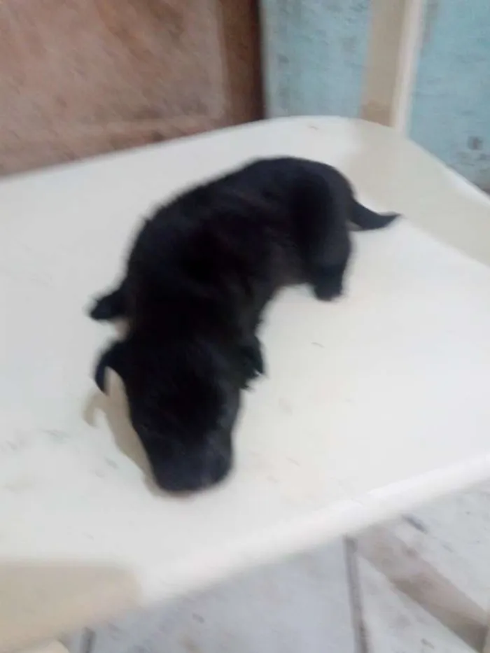 Cachorro ra a Meio Pincher idade Abaixo de 2 meses nome Sem nome 