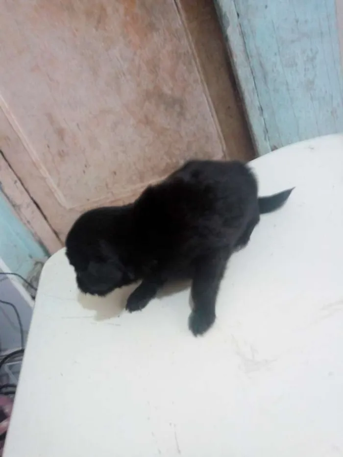 Cachorro ra a Meio Pincher idade Abaixo de 2 meses nome Sem nome 