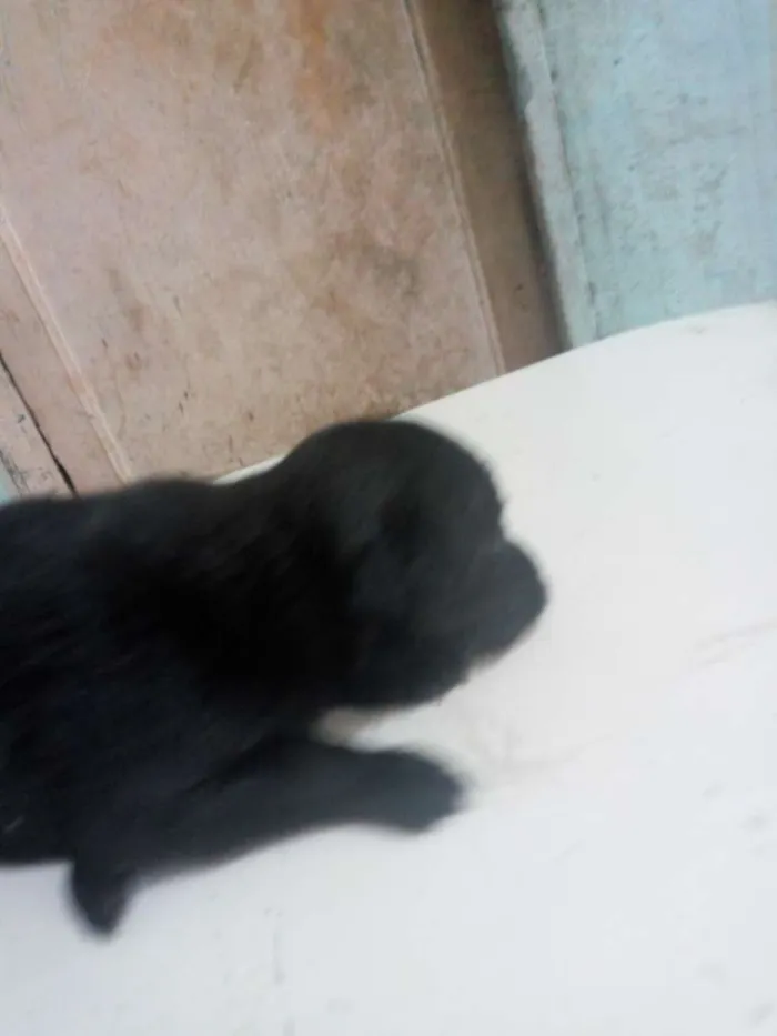 Cachorro ra a Meio Pincher idade Abaixo de 2 meses nome Sem nome 