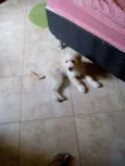 Mel