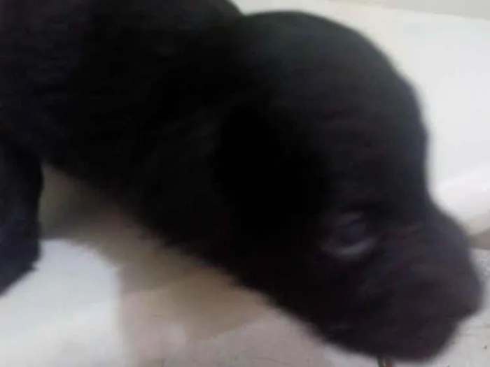 Cachorro ra a Meio Pincher idade Abaixo de 2 meses nome Sem nome 
