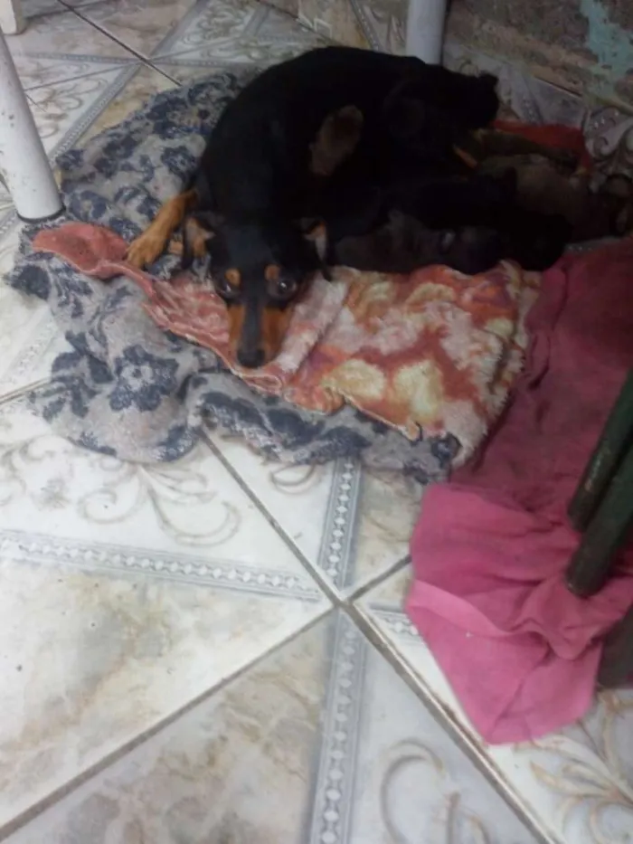 Cachorro ra a Meio Pincher idade Abaixo de 2 meses nome Sem nome 