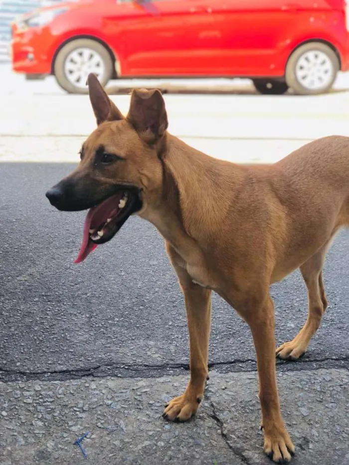 Cachorro ra a Vira lata idade 7 a 11 meses nome Pimenta
