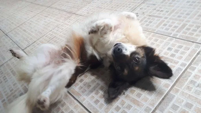 Cachorro ra a Vira lata idade 5 anos nome Biga