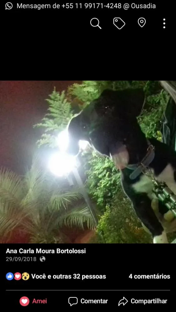 Cachorro ra a Vira-lata com basset idade 7 a 11 meses nome Nego 