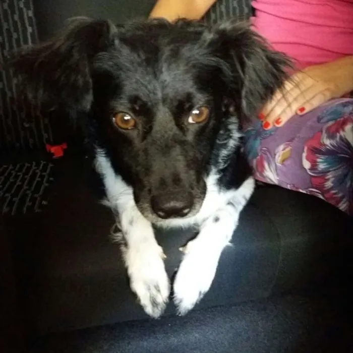 Cachorro ra a Srd idade 1 ano nome Potter