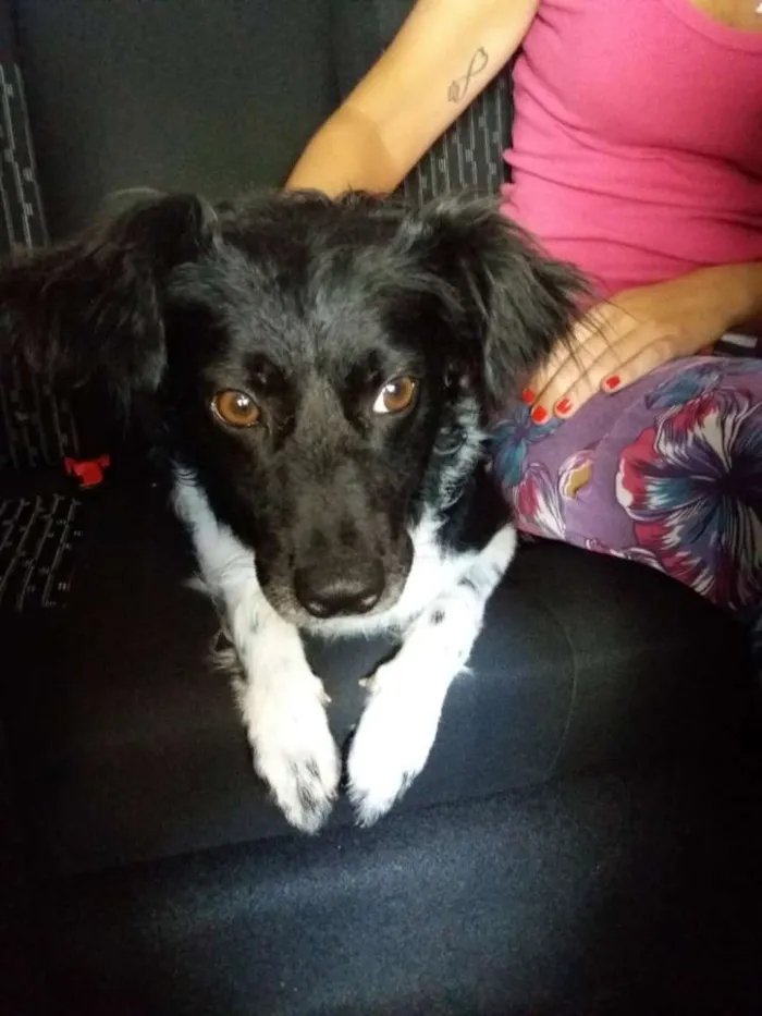 Cachorro ra a Srd idade 1 ano nome Potter