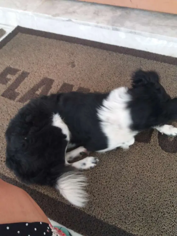 Cachorro ra a Srd idade 1 ano nome Potter
