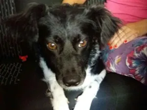 Cachorro raça Srd idade 1 ano nome Potter