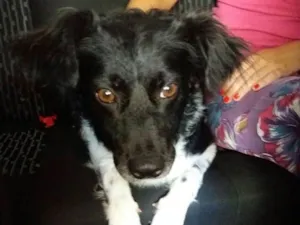 Cachorro raça Srd idade 1 ano nome Potter