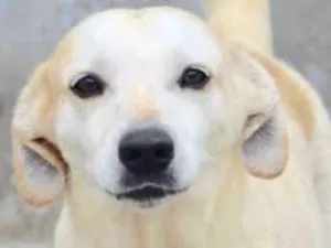 Cachorro raça  idade 5 anos nome Serena