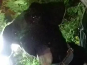 Cachorro raça Vira-lata com basset idade 7 a 11 meses nome Nego 