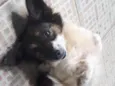 Biga