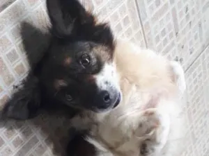 Cachorro raça Vira lata idade 5 anos nome Biga