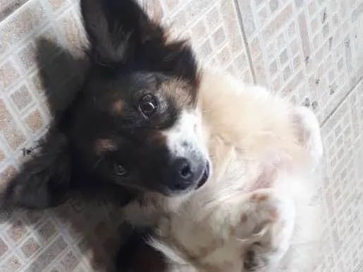 Cachorro ra a Vira lata idade 5 anos nome Biga