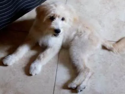 Cachorro ra a Pudo  idade 2 a 6 meses nome Mel