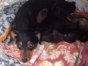 Cachorro raça Meio Pincher idade Abaixo de 2 meses nome Sem nome 