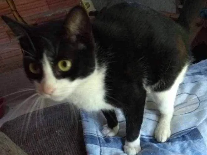 Gato ra a SRD idade 1 ano nome Nina